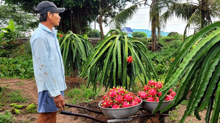 Ngày Tết, trái thanh long ở Đồng Tháp tăng giá bất thường