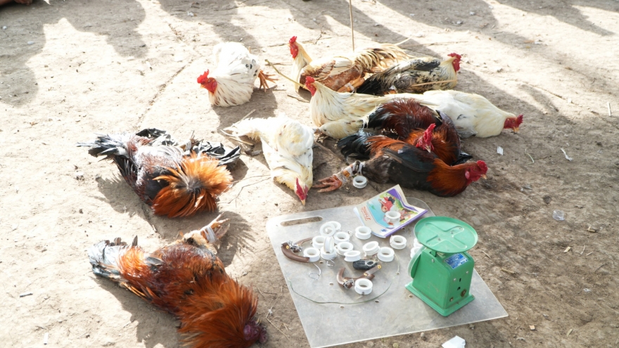 Công an thành phố Cần Thơ bắt giữ 34 đối tượng đá gà ăn thua bằng tiền