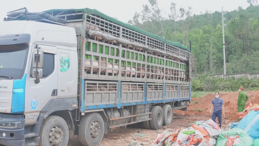 Cảnh sát chặn xe chở 180 con lợn nhiễm dịch tả lợn châu Phi đi tiêu thụ