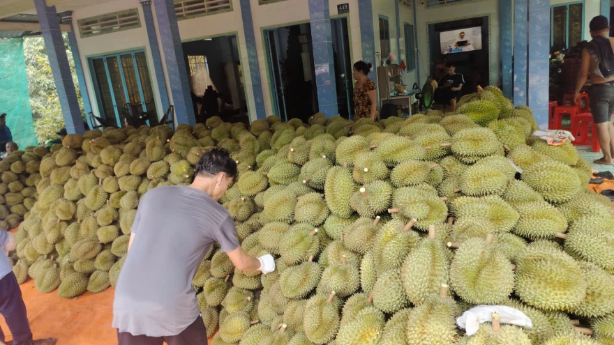 Sau Tết giá sầu riêng tiếp tục tăng cao, nhà vườn Đồng Tháp phấn khởi