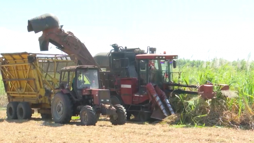 Nông dân trồng mía Gia Lai phấn khởi vì được giá và liên kết bền vững