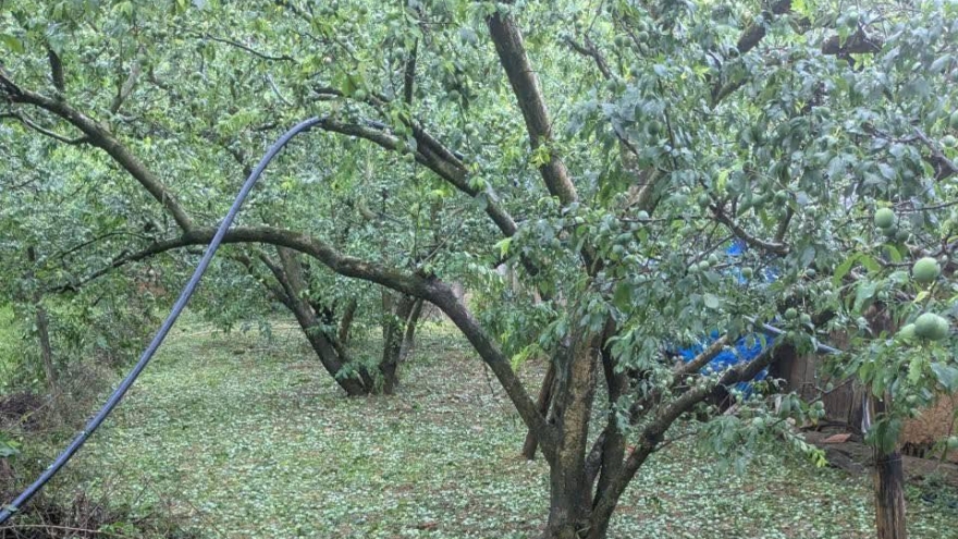 Mưa đá gây thiệt hại nhiều diện tích cây trồng tại Sơn La