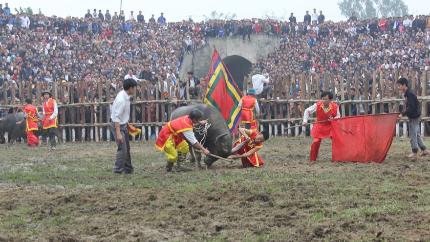 Độc đáo lễ hội chọi Trâu truyền thống xã Hải Lựu, Phú Thọ