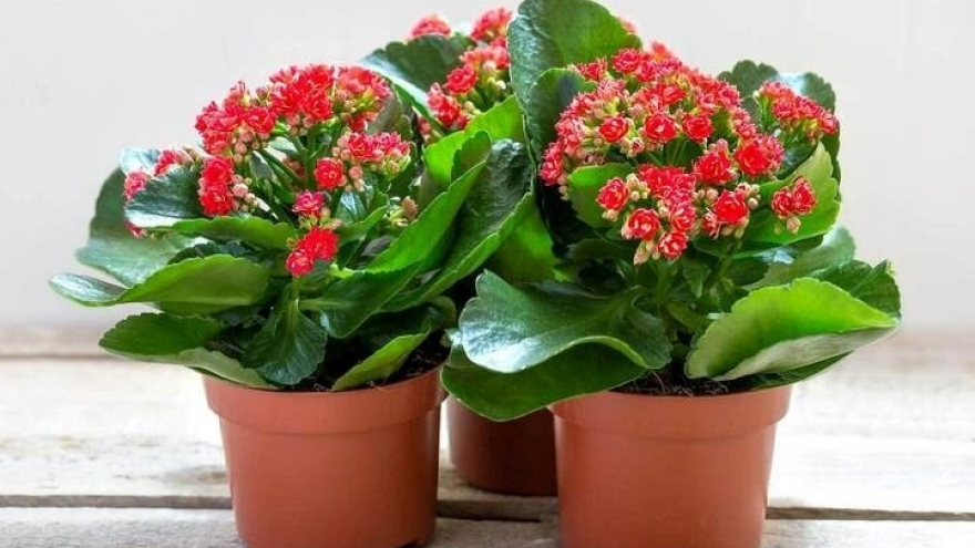 Cây thuốc đa năng cực tốt cho sức khỏe, nhiều người chưa biết trồng chỉ để ngắm