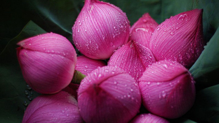 10 loài hoa dâng Phật thanh tịnh, trang nghiêm