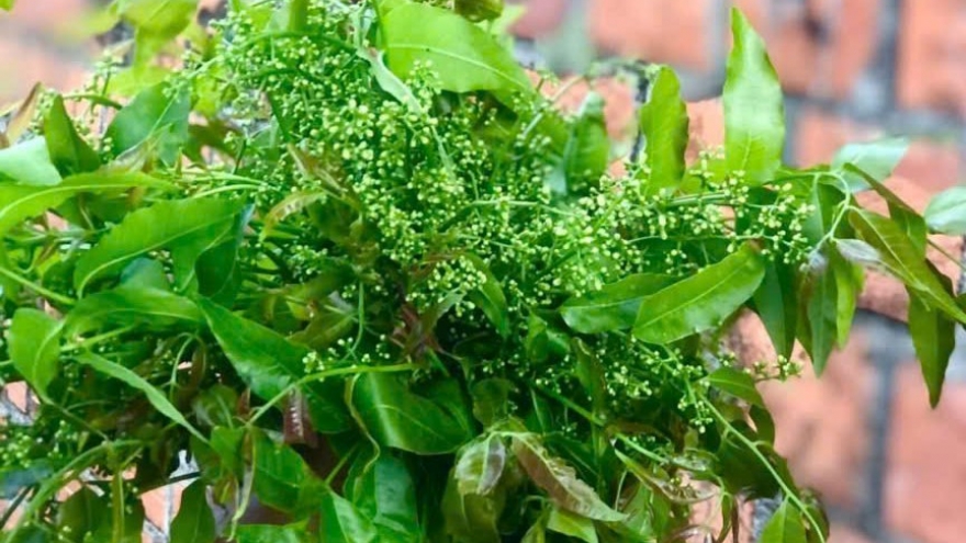 Tang Liang - Món rau rừng “đắng mà siêng” của người Jarai