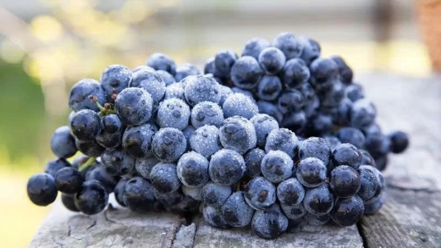 Nho đen không hạt: Nhỏ bé nhưng chứa “kho” dưỡng chất cho sức khỏe