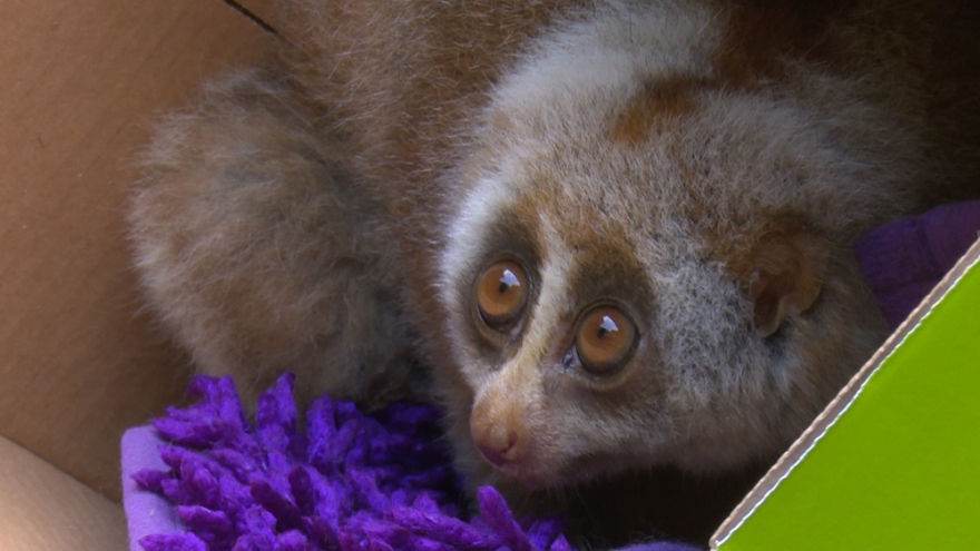 Cá thể Culi quý hiếm xuất hiện giữa thành phố Bắc Kạn