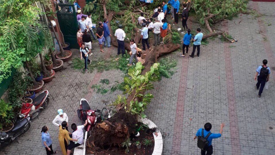 Không nên cực đoan khi cắt tỉa cây xanh trường học