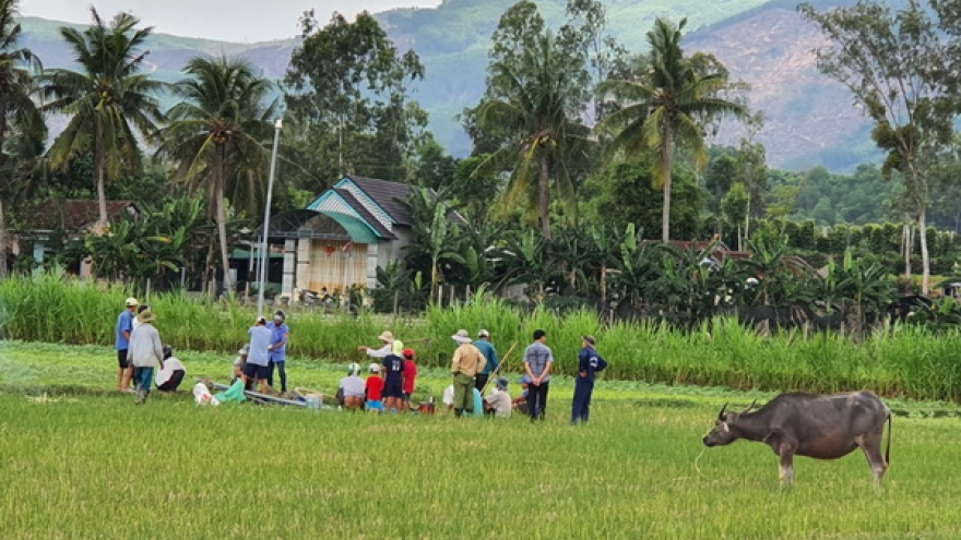 Hồ chứa cạn kiệt, hàng ngàn héc ta đất lúa chuyển sang cây trồng cạn