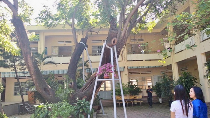 Đà Nẵng nghiêm cấm các trường học tự ý đốn hạ cây xanh