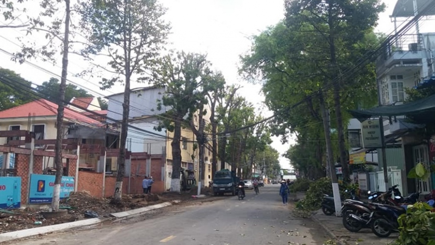 Mỹ Tho chi khẩn cấp 300 triệu để cắt tỉa cây xanh