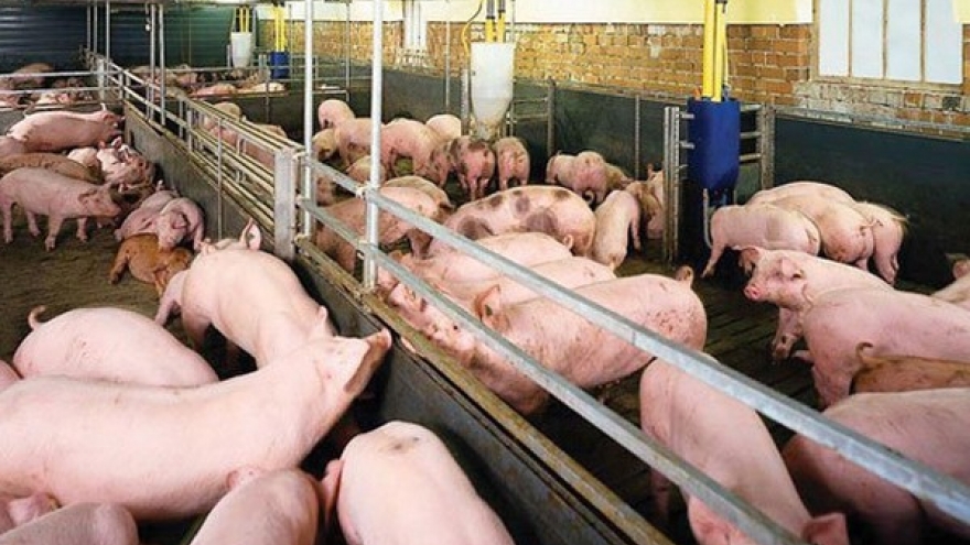 Kiểm soát giá thịt lợn vẫn là bài toán khó?