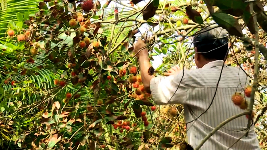 Nhà vườn trồng chôm chôm ở Trà Vinh thiệt hại kép do hạn mặn