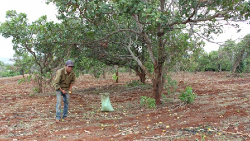 Đặc sản điều Đắk Lắk cần được xây dựng chỉ dẫn địa lý, thương hiệu