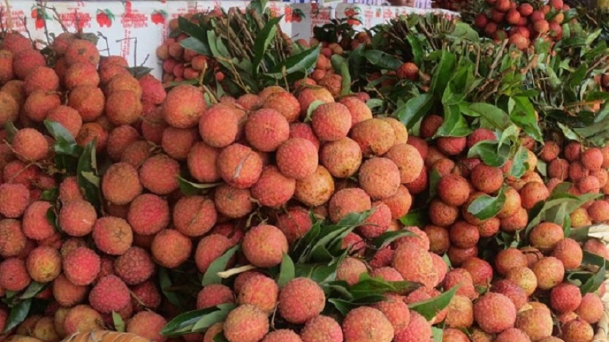 Xuất khẩu vải thiều sang Trung Quốc sẽ tăng mạnh