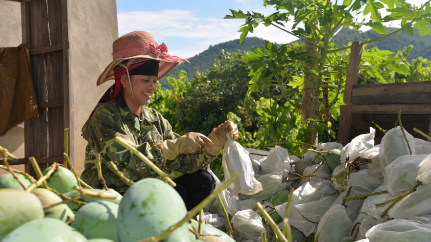 Sơn La xuất khẩu 30 tấn xoài đầu tiên sang thị trường Mỹ