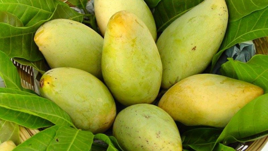 Vì sao Trung Quốc tạm dừng nhập khẩu xoài Việt Nam?