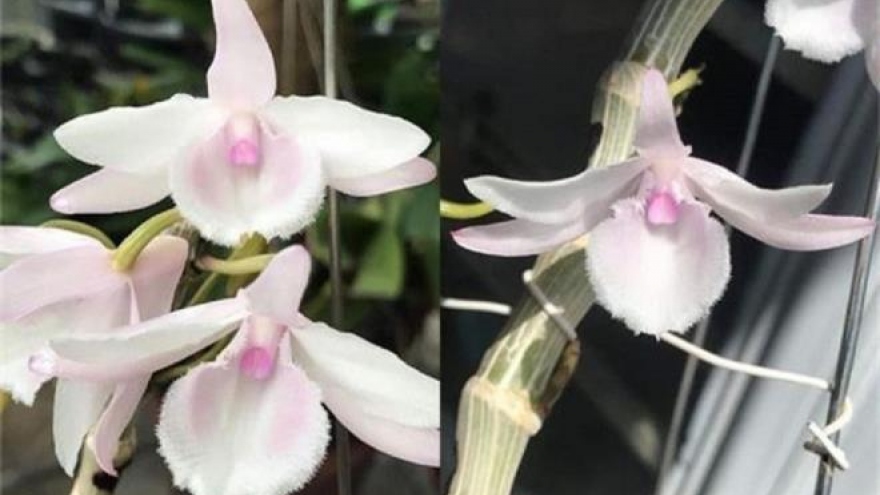 Vỡ mộng làm giàu, mất tiền tỷ buôn lan đột biến, có nên tiếp tục dốc vốn đầu tư?