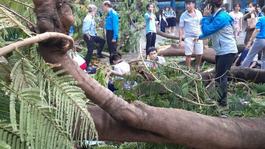 Từ vụ cây phượng đổ trong trường học: Nhìn lại công tác quản lý cây xanh
