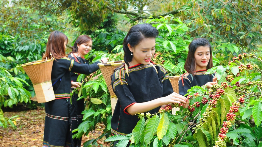 Tìm động lực cho nông nghiệp Tây Nguyên