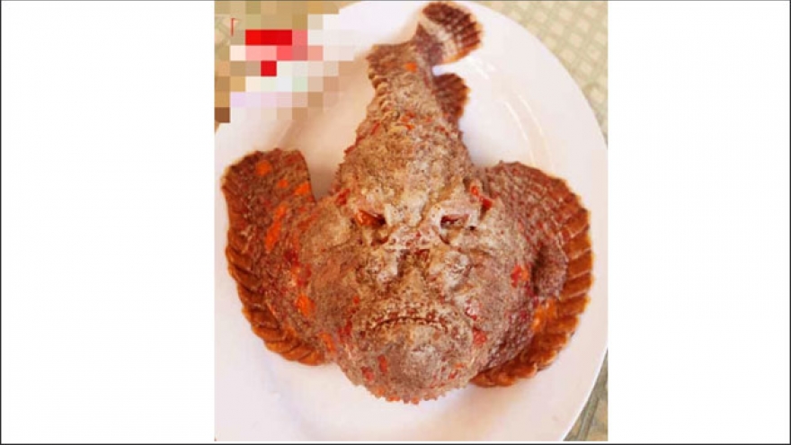 Đà Nẵng xử phạt nhiều chủ nhà hàng buôn bán thủy sản quý hiếm