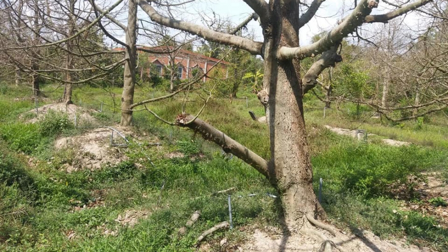 Vườn sầu riêng Tiền Giang xơ xác sau hạn mặn, nông dân thiệt hại lớn