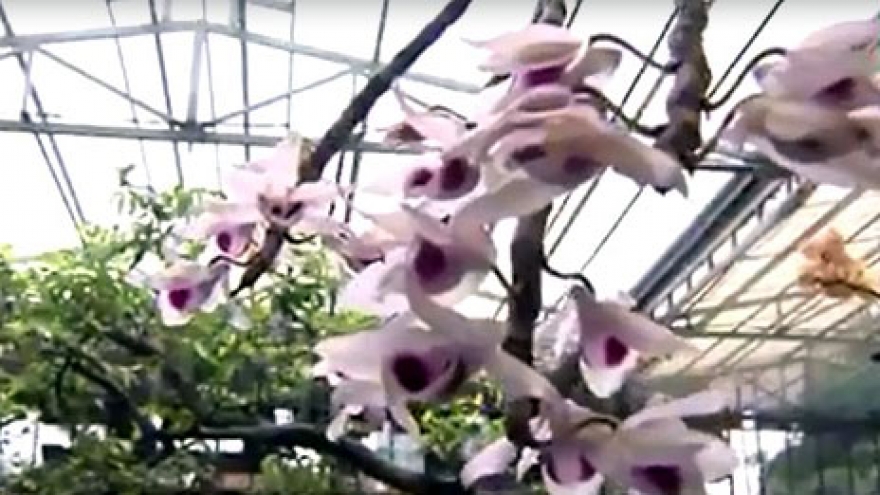 Lan đột biến - thú chơi tiền tỷ của người Việt