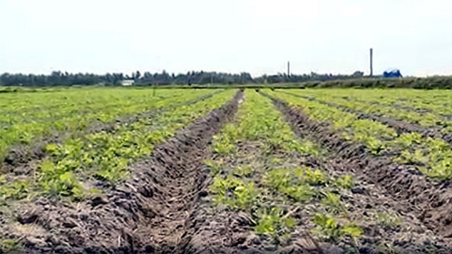 Cây trồng cạn trên đất lúa ở Bình Định phát huy hiệu quả