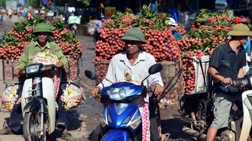 Xúc tiến tiêu thụ vải thiều trực tuyến - kích cầu hậu dịch Covid-19