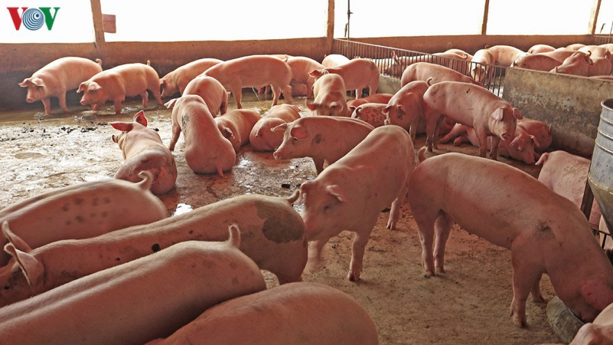 Đại biểu Quốc hội phản ứng “gắt” với giá thịt lợn tăng cao