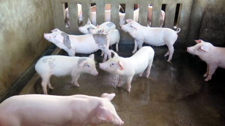 Người chăn nuôi Quảng Ngãi còn nhiều nỗi lo khi tái đàn lợn