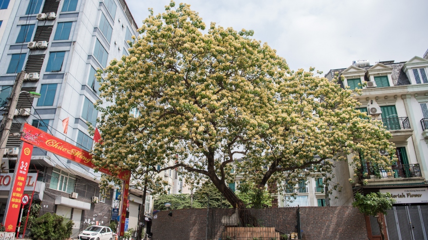 Cây bún 300 tuổi nở hoa vàng rực một góc trời Hà Nội