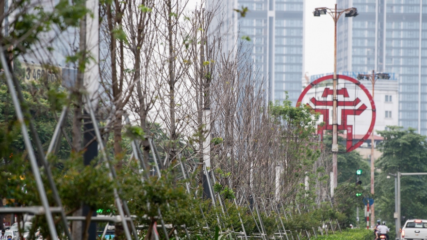 Hàng cây phong lá đỏ trơ trụi, thiếu sức sống giữa nắng hè Hà Nội