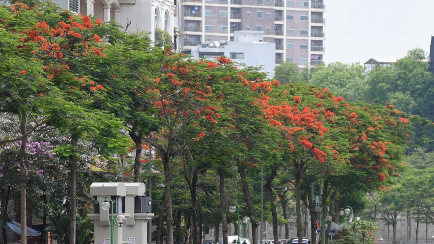 Hà Nội rực rỡ trong sắc hoa phượng đỏ tháng 5