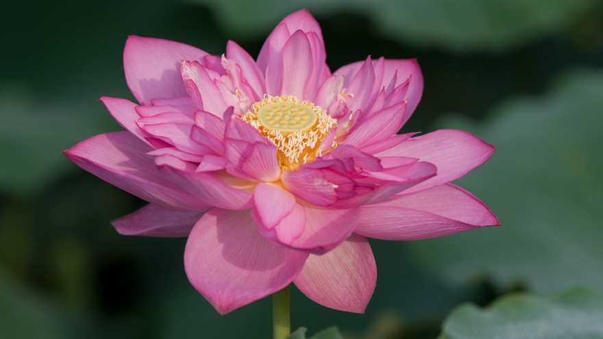 Đẹp nao lòng mùa sen tháng 6 Hà Nội