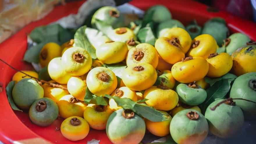 Kỳ lạ cây thị nghìn năm tuổi và thứ quả “để ngửi không ăn“