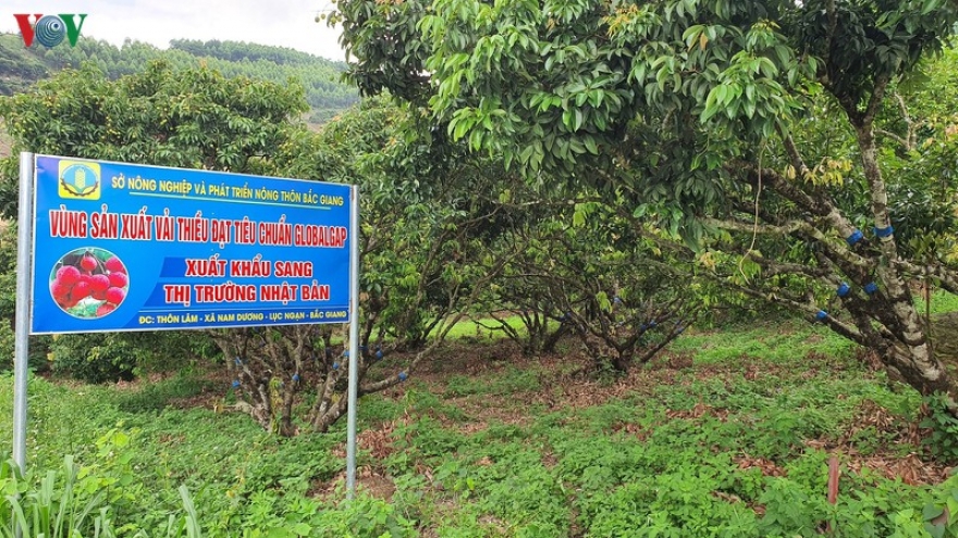 Vải thiều Lục Ngạn bắt đầu được chuyên gia Nhật Bản kiểm tra
