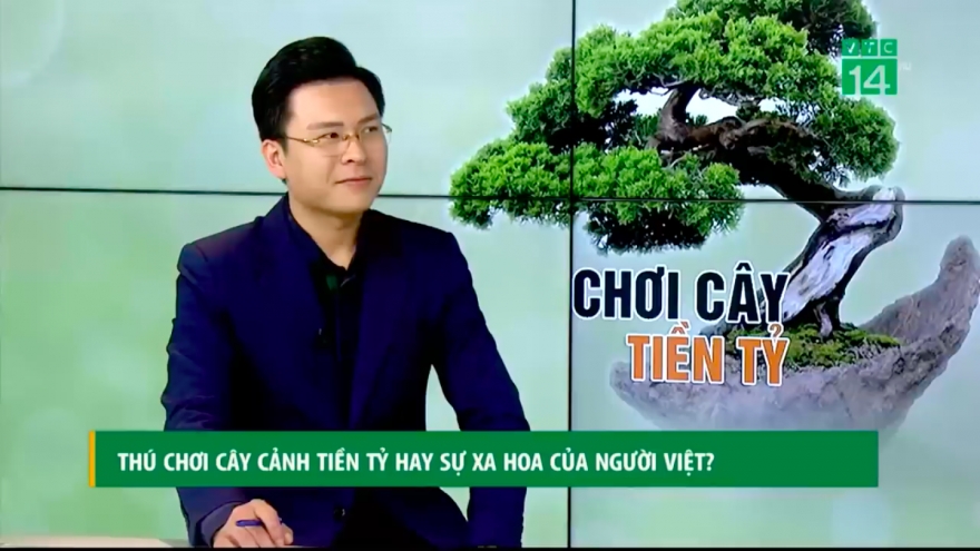 Thú chơi cây cảnh tiền tỷ hay sự xa hoa của người Việt?