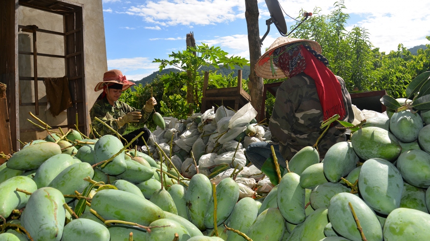 Nông dân Sơn La phấn khởi khi xoài xuất khẩu sang nhiều nước