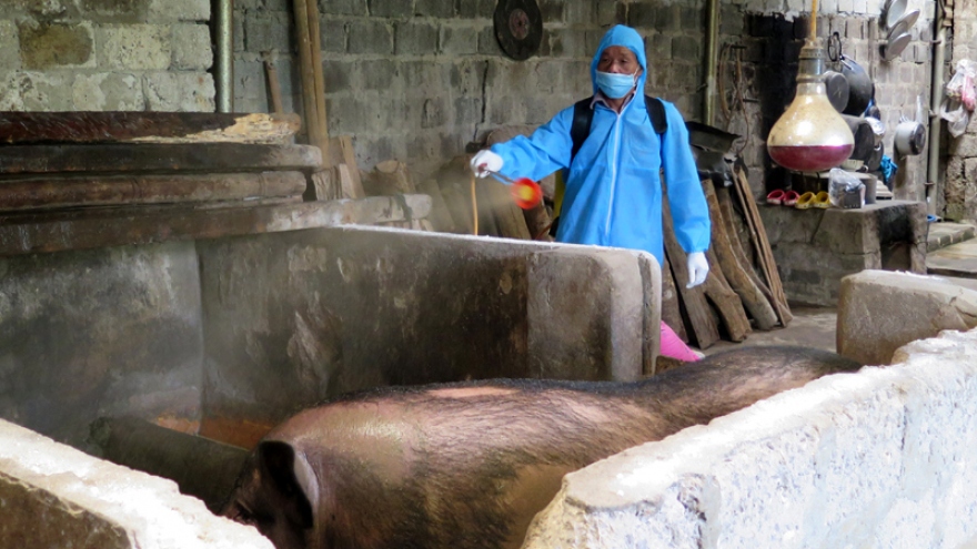 Dịch tả lợn châu Phi trở lại, nông dân Lai Châu trắng tay khi tái đàn