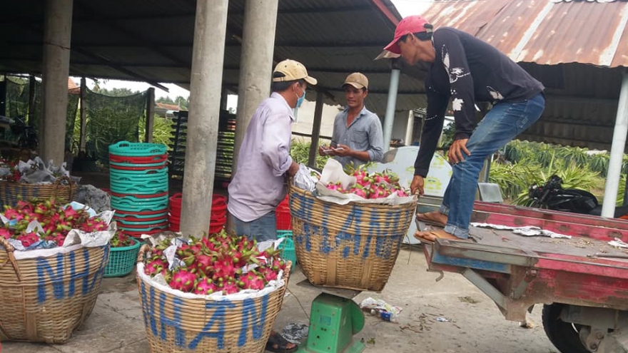 Đầu ra trái thanh long bấp bênh do chưa mở rộng thị trường xuất khẩu