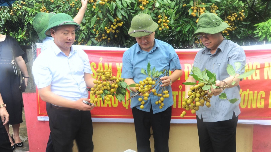 Xuất khẩu lô hàng nhãn tươi đầu tiên đi Singapore, Mỹ, Australia