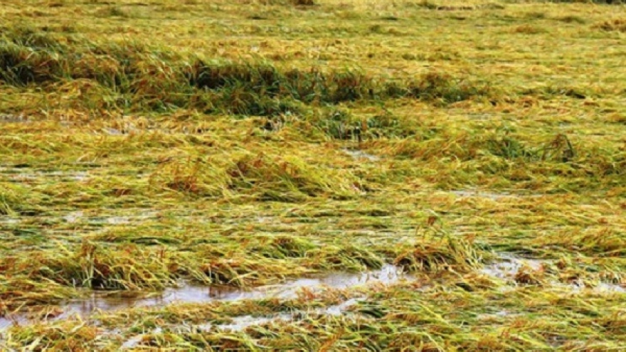 Mưa lớn, hơn 16.000ha lúa ở Thừa Thiên Huế bị ngập, ngã đổ