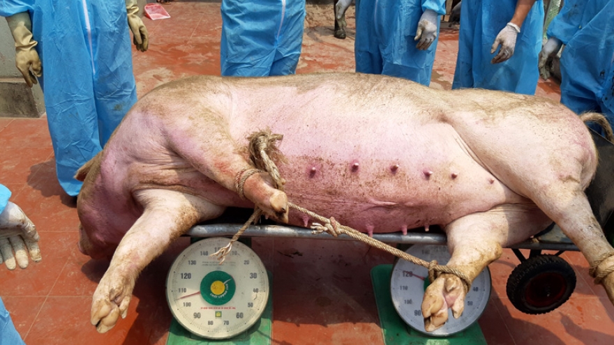 Lai Châu tái phát dịch tả lợn Châu phi tại 4 huyện, thành phố