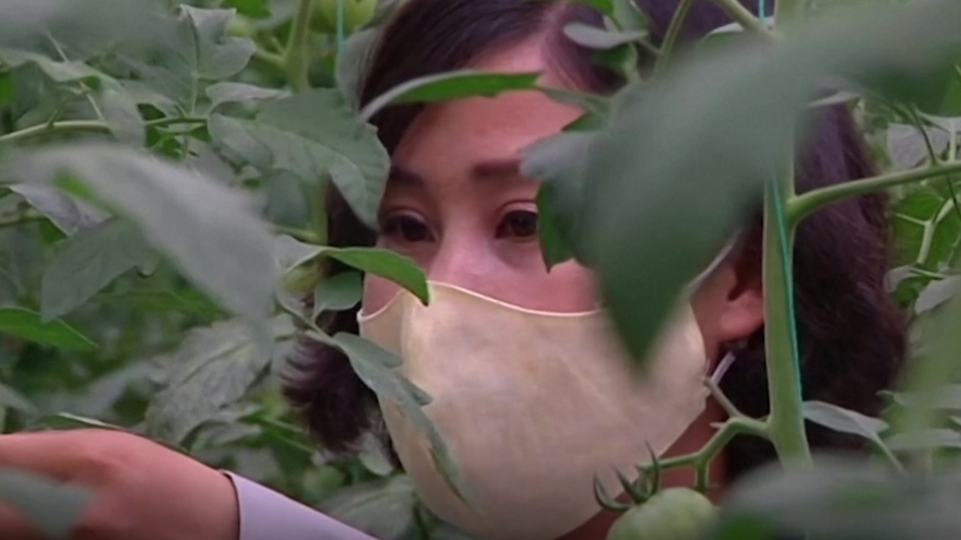 Video: Triều Tiên sản xuất rau “chức năng” cải thiện sức khỏe người dân