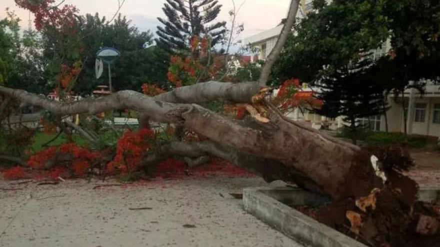 Thêm một cây phượng vĩ cổ thụ trường học bật gốc