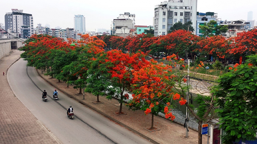 “Nhiều nơi chặt hết cây trong trường học là đang làm hơi thái quá“