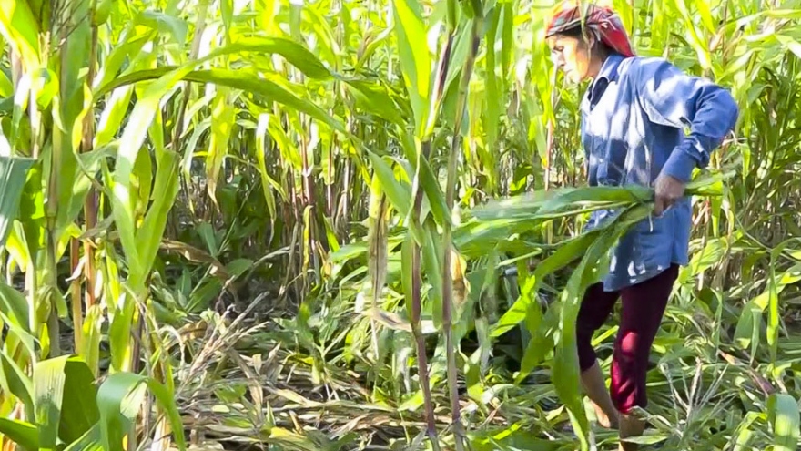 Hiệu quả từ những chương trình giảm nghèo ở Nậm Pồ