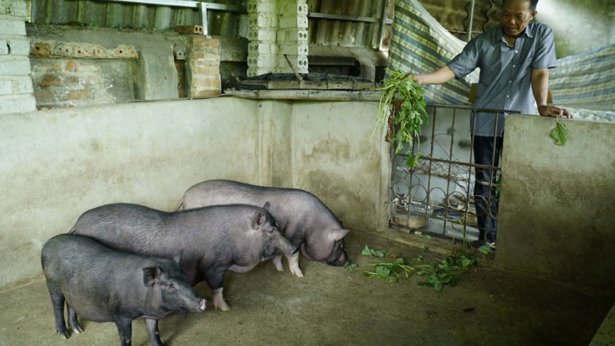 Dịch tả lợn châu Phi tái phát và nỗi lo tái đàn của người dân Điện Biên